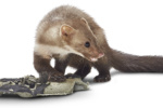 web_Marderbild_Verbiss